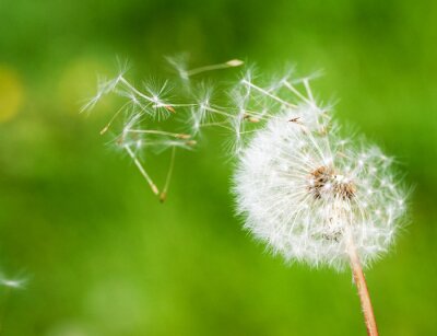 Papier peint  Pissenlit et la nature