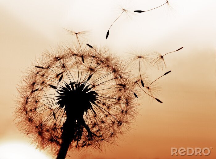 Papier peint  Pissenlit noir sur fond beige