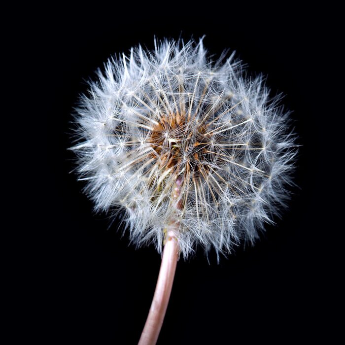 Papier peint  Pissenlit rond sur un fond noir