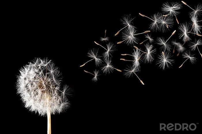 Papier peint  Pissenlit sur fond noir.