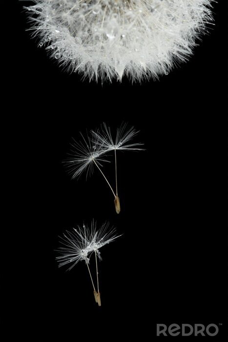 Papier peint  Pissenlit tête en bas