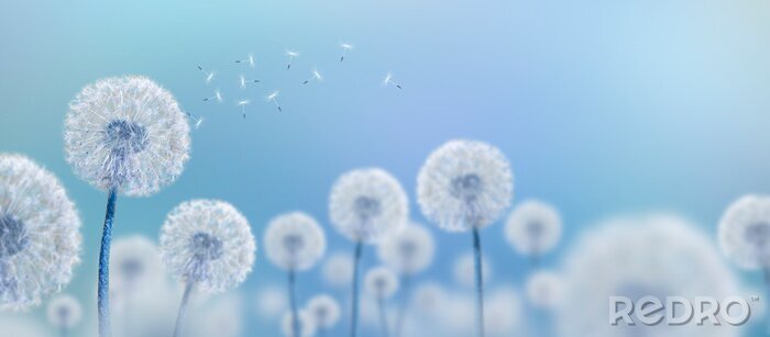 Papier peint  Pissenlits contre le ciel