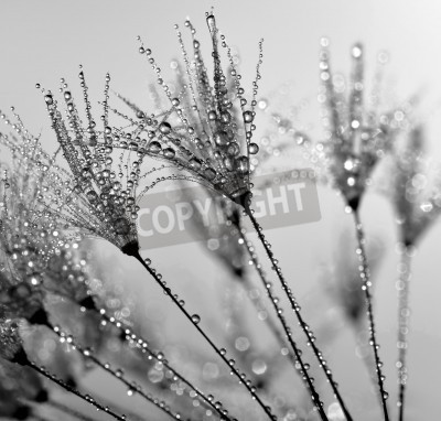Papier peint  Pissenlits dans l'eau