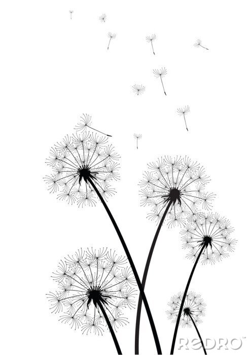 Papier peint  Pissenlits emportés par le vent