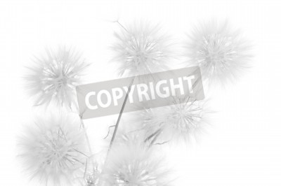 Papier peint  Pissenlits et composition minimaliste