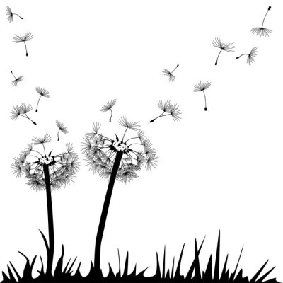 Papier peint  Pissenlits monochromes dans l'herbe