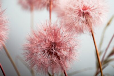 Papier peint  Pissenlits roses se bouchent