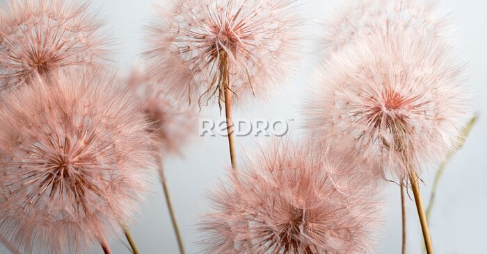 Papier peint  Pissenlits roses sur fond clair, motif botanique en gros plan