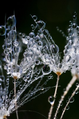Papier peint  Pissenlits sous la pluie en gros plan