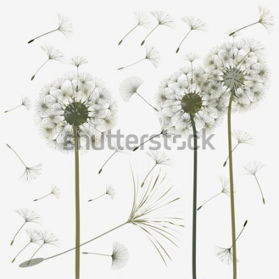 Papier peint  Pissenlits style rétro