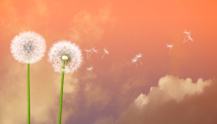 Papier peint  Pissenlits sur fond de ciel rose