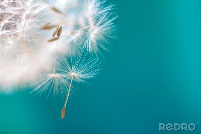 Papier peint  Pissenlits sur fond turquoise