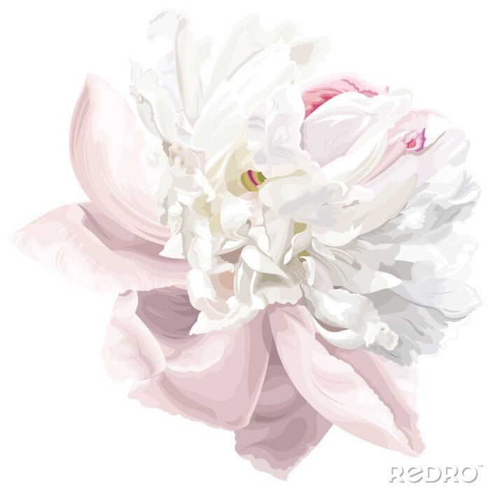 Papier peint  Pivoine blanche et rose avec de nombreux pétales