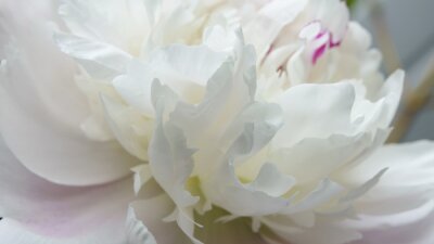 Papier peint  Pivoine blanche macro