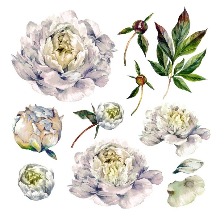 Papier peint  Pivoine bleue variations
