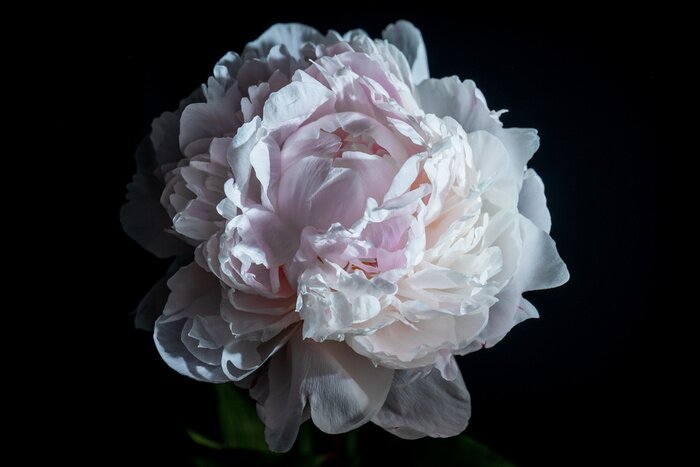 Papier peint  Pivoine claire sur fond noir