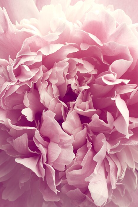 Papier peint  Pivoine pourpre