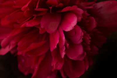 Papier peint  Pivoine rose gros plan