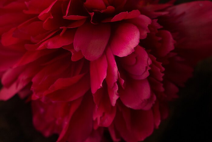 Papier peint  Pivoine rose gros plan