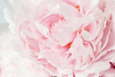 Papier peint  Pivoine rose macro