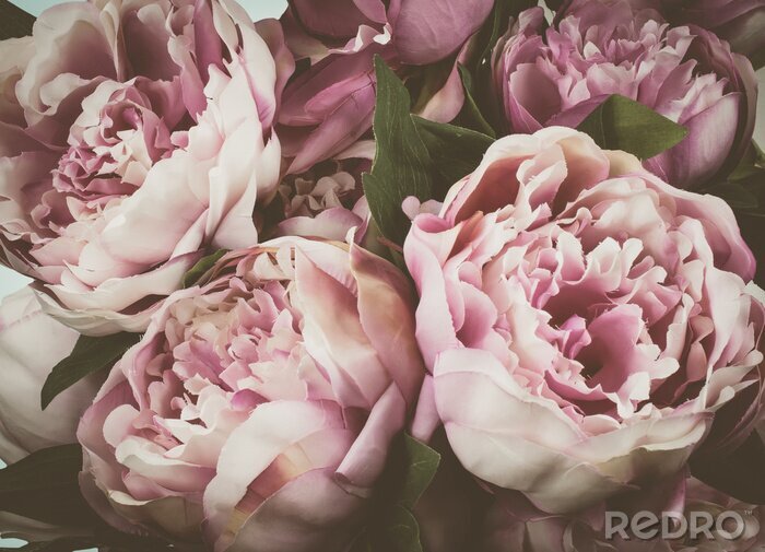 Papier peint  Pivoine vintage fleurs de fond.