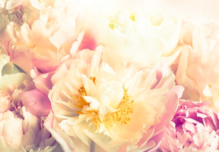 Papier peint  Pivoines au soleil