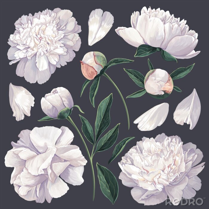 Papier peint  Pivoines blanches aux feuilles vertes