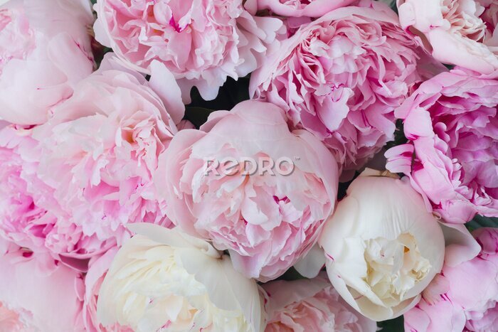 Papier peint  Pivoines blanches et roses