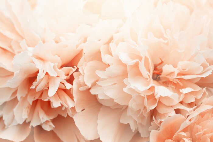 Papier peint  Pivoines couleur pêche