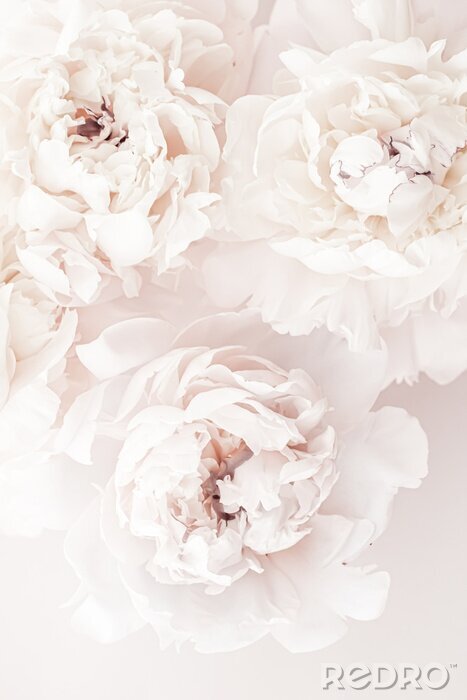 Papier peint  Pivoines pastels