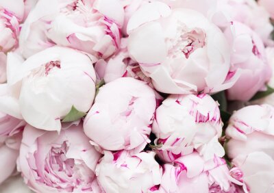 Papier peint  Pivoines rose poudré en fleurs