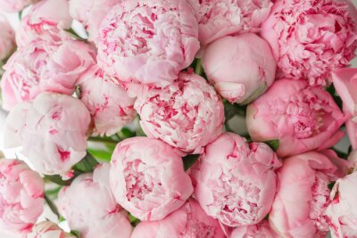 Papier peint  Pivoines roses en fleurs
