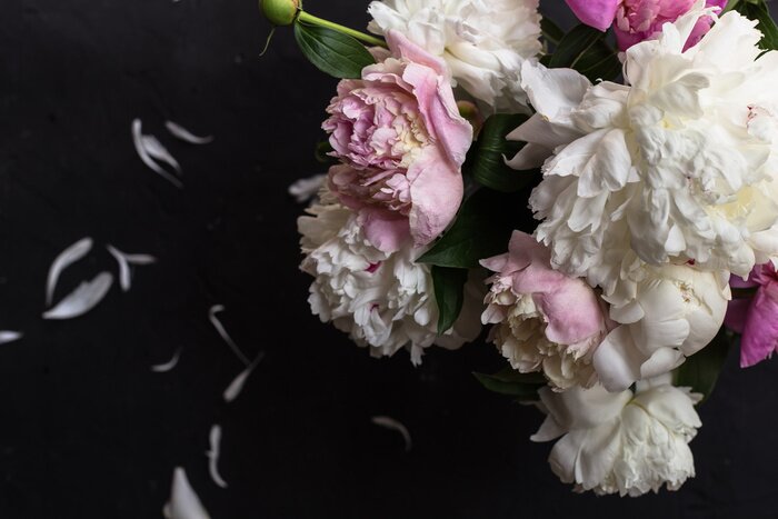 Papier peint  Pivoines roses et blanches sur fond sombre
