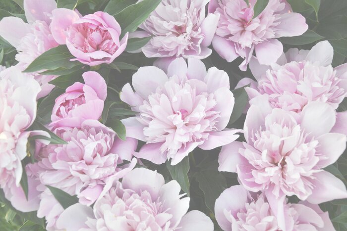 Papier peint  Pivoines roses pâles sur le buisson