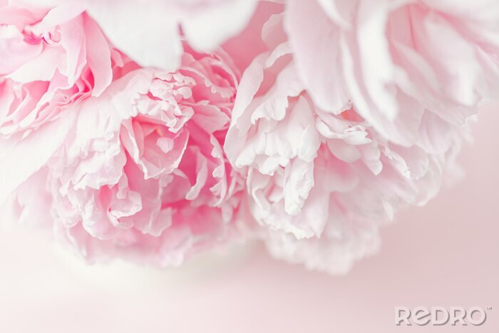 Papier peint  Pivoines sur fond rose