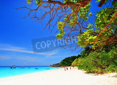 Papier peint  Plage, arbres verts et océan