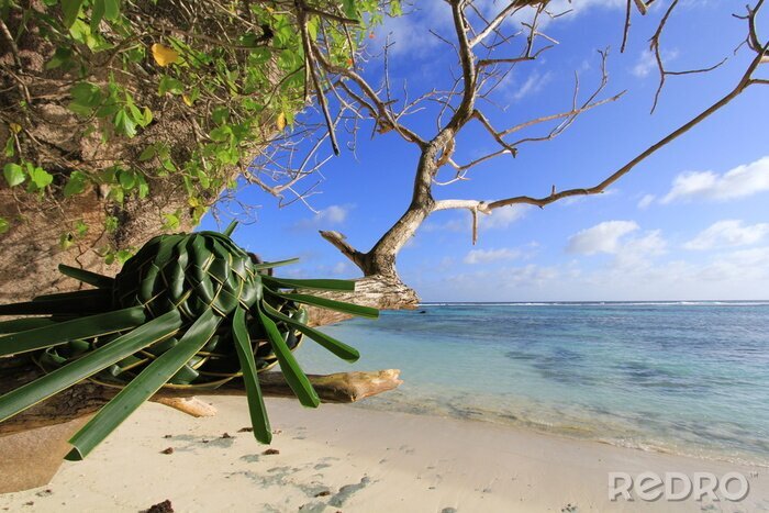 Papier peint  Plage avec mer et plantes vertes