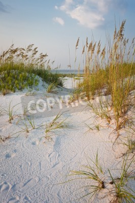 Papier peint  Plage dunes avec herbe