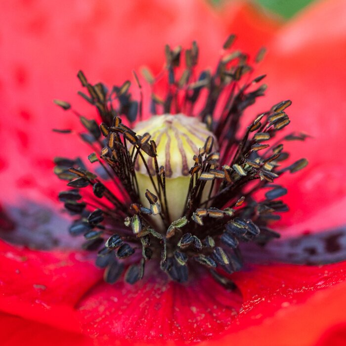 Papier peint  Plaisir de pavot