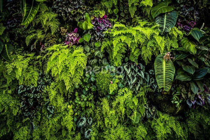 Papier peint  Plan du site