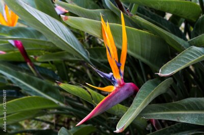 Papier peint  Plano detalle de la flor Strelitzia Reginae 