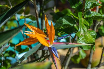 Papier peint  Plant Bird of Paradise with a bee. Insects on strelitzia in a botanical garden. Closeup of Strelitzia Reginae flower (bird of paradise flower) 