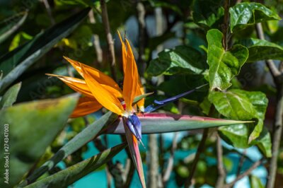 Papier peint  Plant Bird of Paradise with a bee. Insects on strelitzia in a botanical garden. Closeup of Strelitzia Reginae flower (bird of paradise flower) 