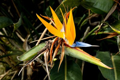 Papier peint  Plant flower Strelitzia or Queen Charlotte or bird of paradise flower (plant) or crane flower yellow and blue coloures