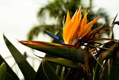 Papier peint  Plant flower Strelitzia or Queen Charlotte or bird of paradise flower (plant) or crane flower yellow and blue coloures
