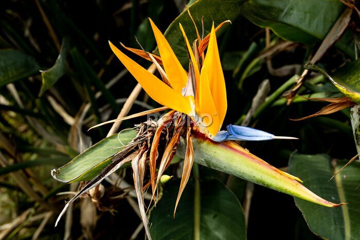 Papier peint  Plant flower Strelitzia or Queen Charlotte or bird of paradise flower (plant) or crane flower yellow and blue coloures