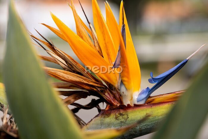 Papier peint  Plant flower Strelitzia or Queen Charlotte or bird of paradise flower (plant) or crane flower yellow and blue coloures