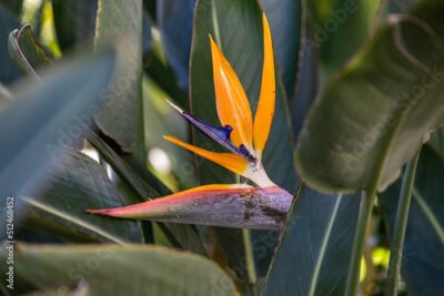 Papier peint  Plant flower Strelitzia or Queen Charlotte or bird of paradise flower (plant) or crane flower yellow and blue coloures. A tropical flower with yellow and blue petals and green leaves.