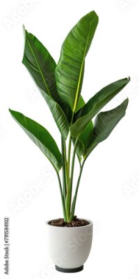 Papier peint  Plant in a pot, no background, Strelitzia
