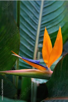 Papier peint  Plant Strelitzia with exotic orange flower - Bird of Paradise. Official flower of Los Angeles.